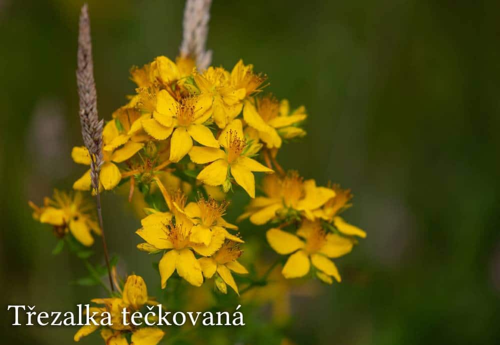 třezalka tečkovaná