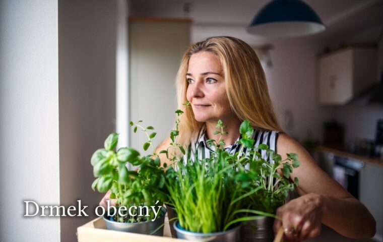Drmek obecný: Komfort při menopauze i menstruaci